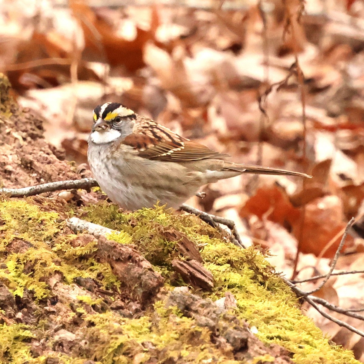 White-throated Sparrow - ML646593090