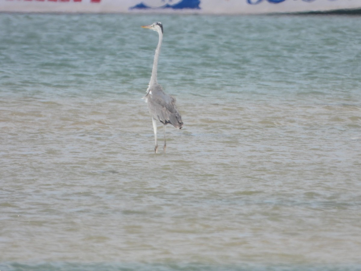 Gray Heron - ML646593095