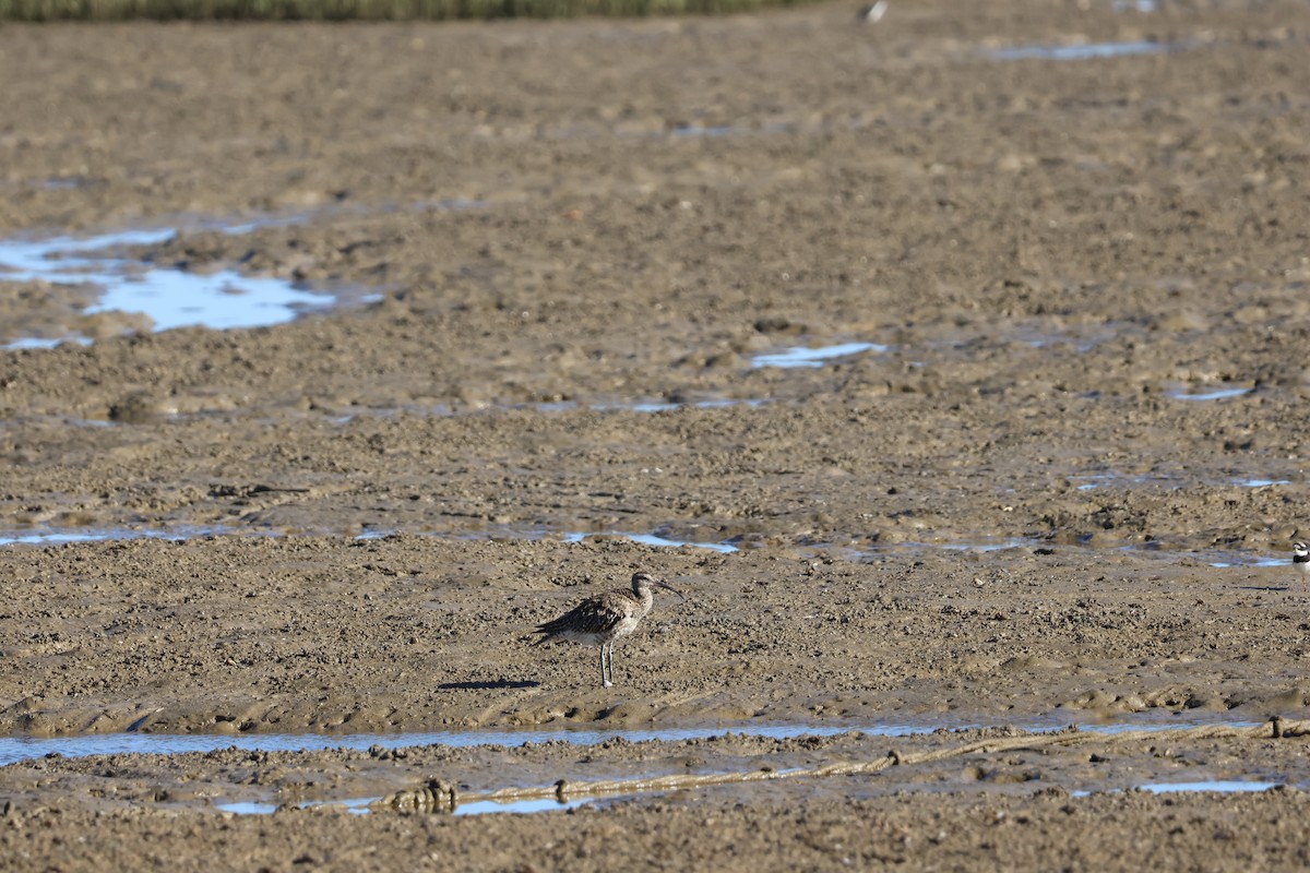 Eurasian Whimbrel - ML646593096