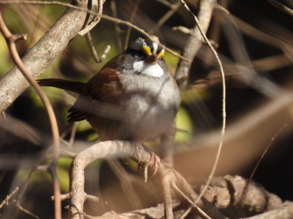 White-throated Sparrow - ML646593098