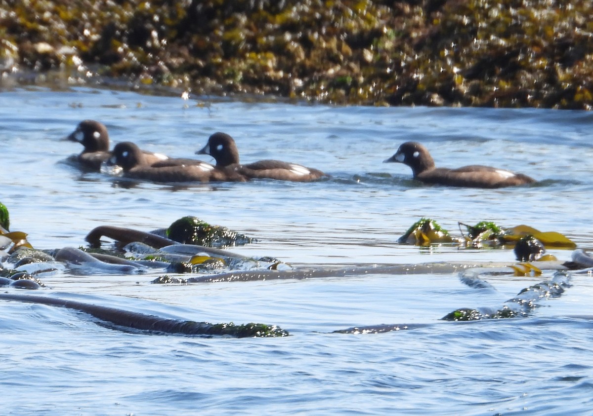 Palyaço Ördeği - ML646593099