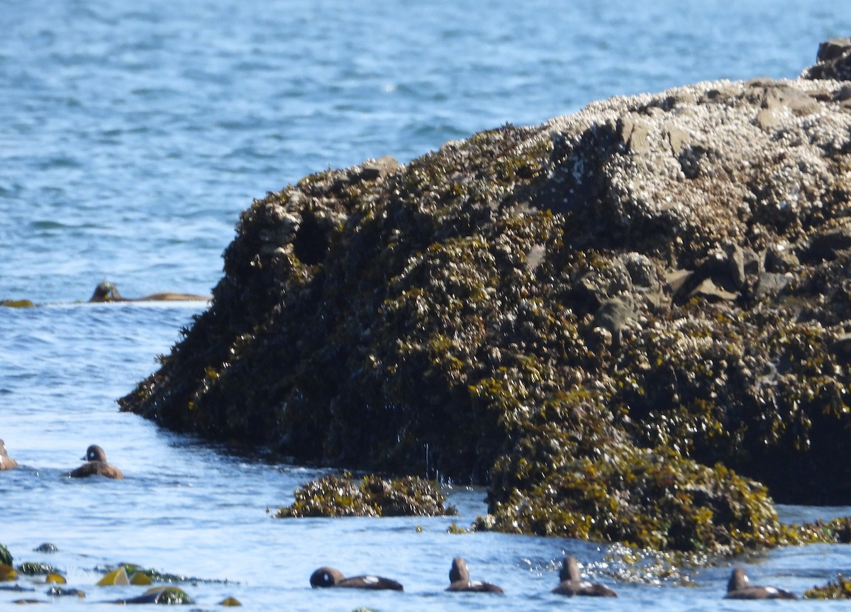 Palyaço Ördeği - ML646593100