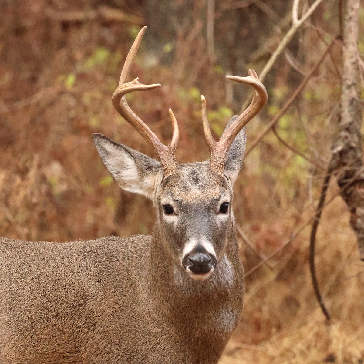 White-tailed Deer - ML646593103