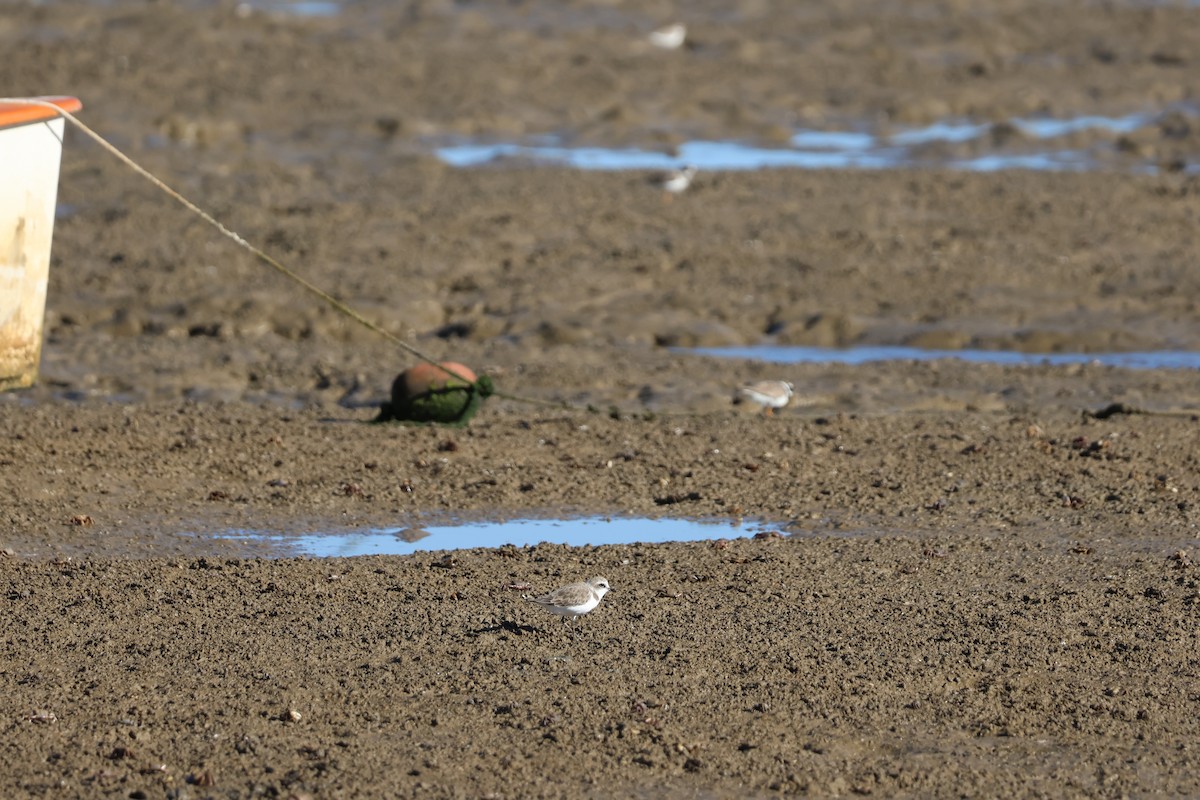 Морской зуёк - ML646593105