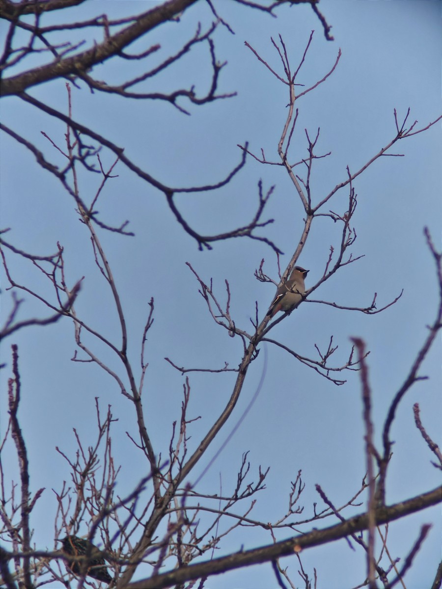 Buztanori boreala - ML646593107