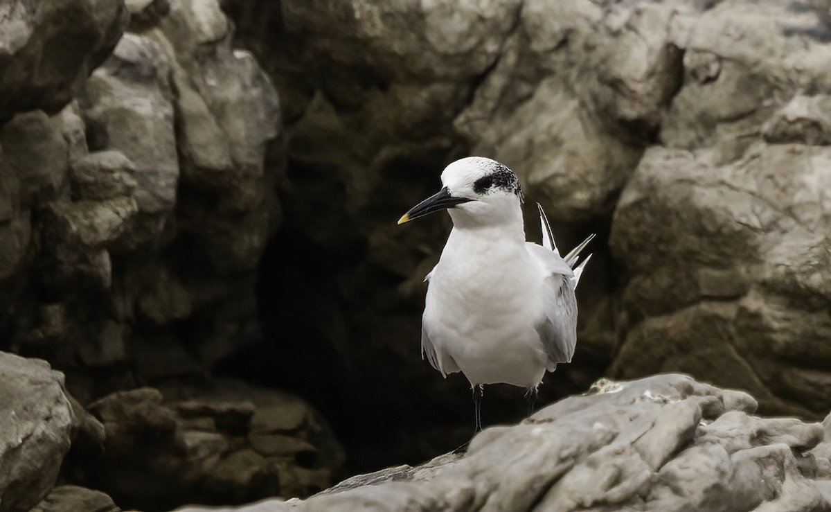 Brandseeschwalbe - ML646593108