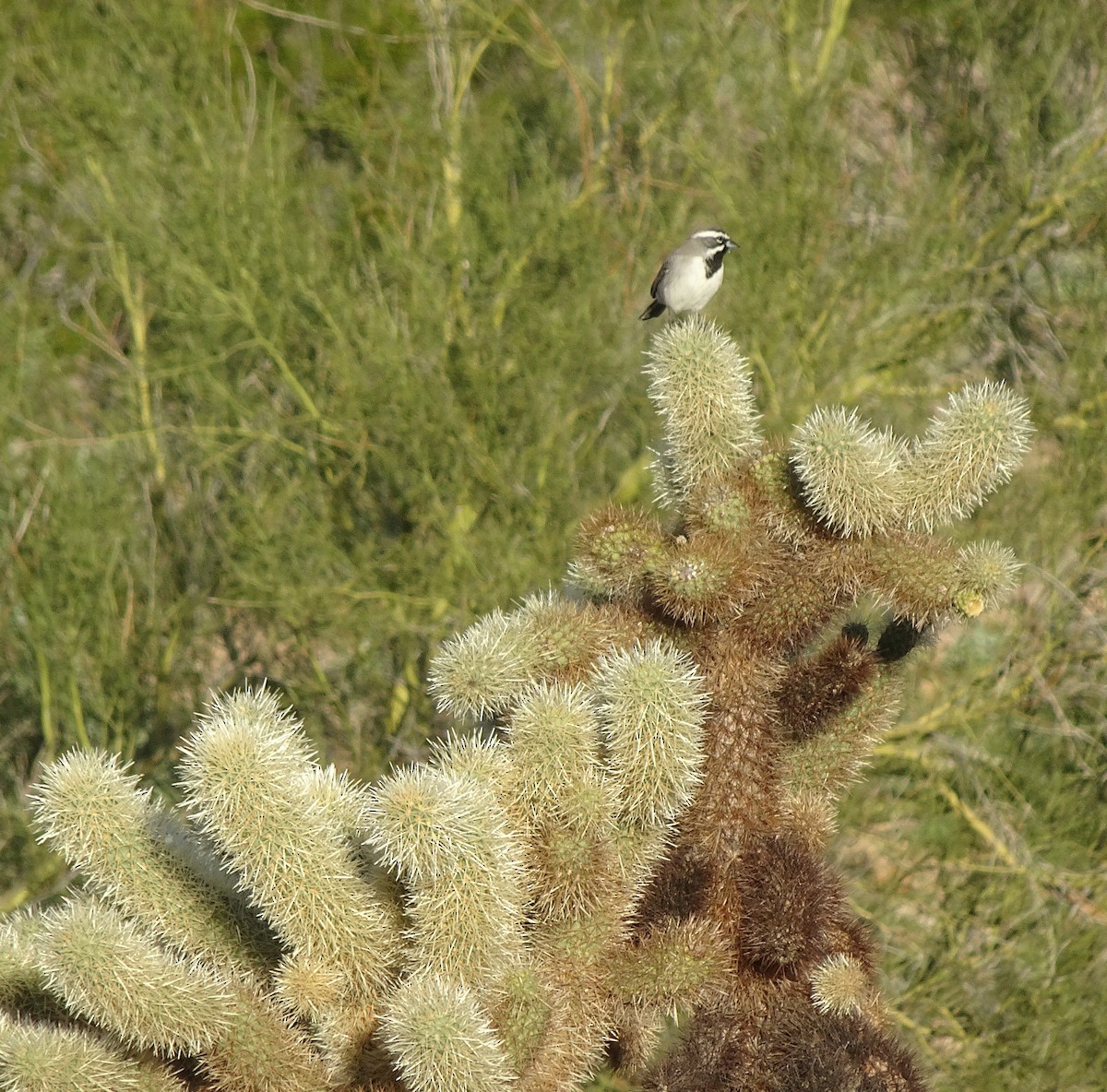 Black-throated Sparrow - ML646593109