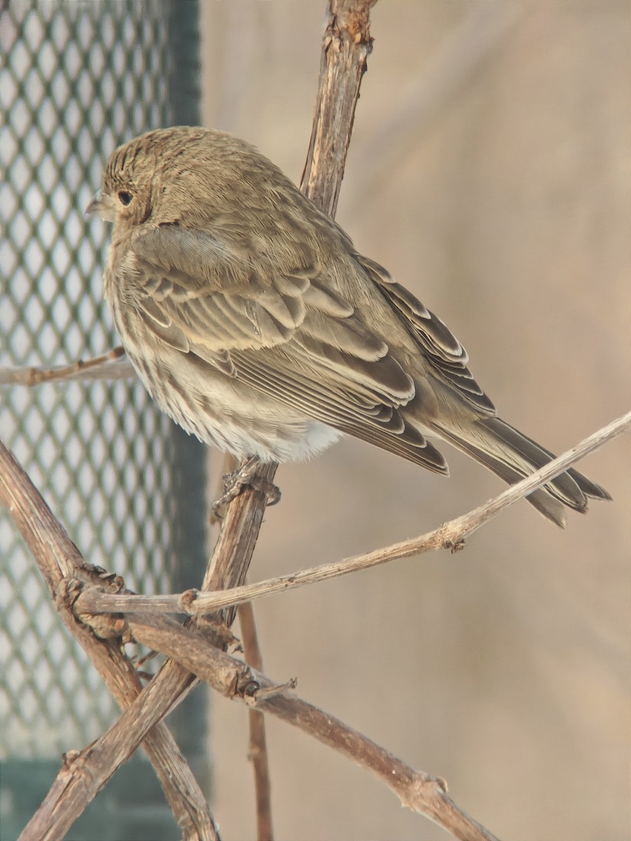 House Finch - ML646593112