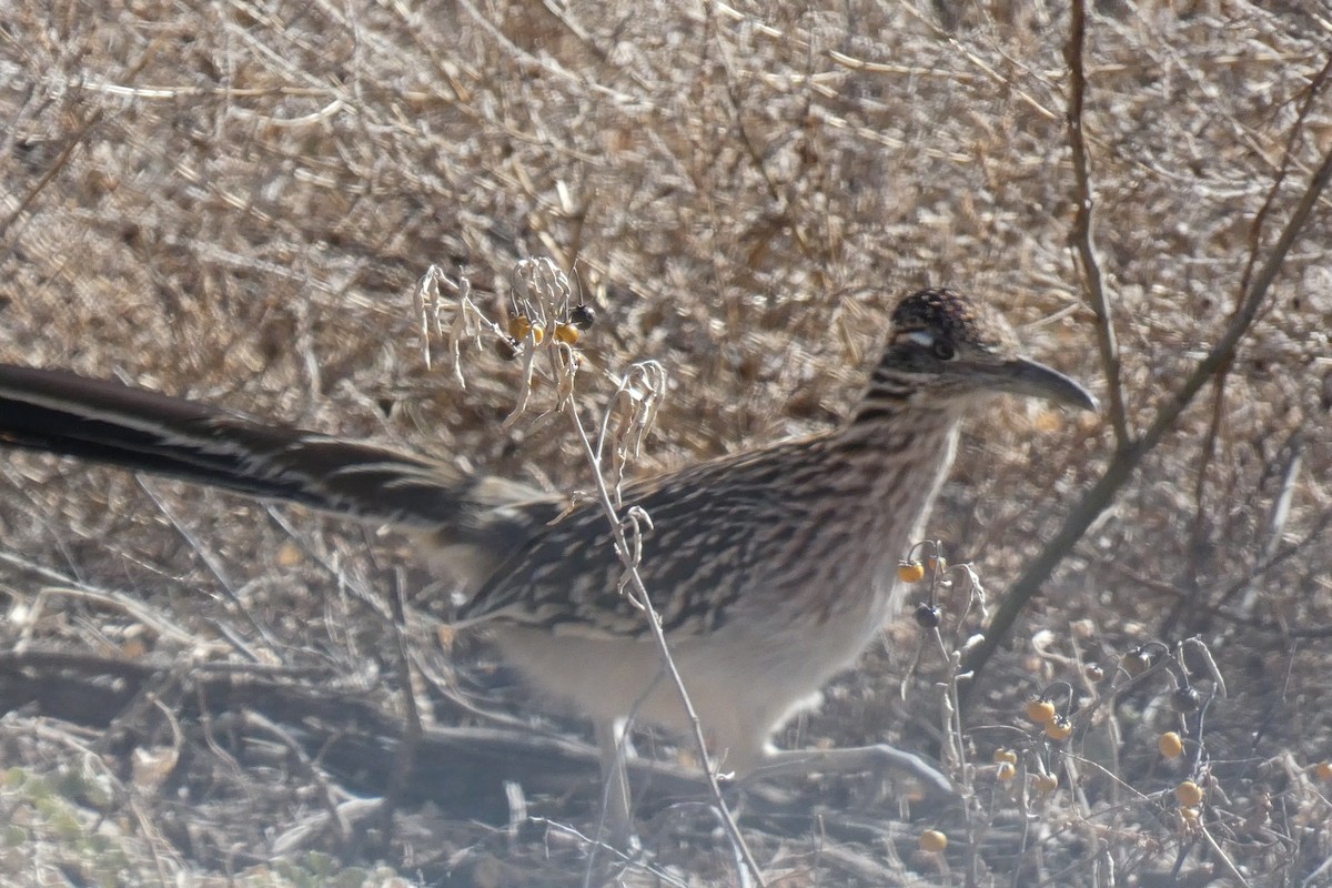 Greater Roadrunner - ML646593113