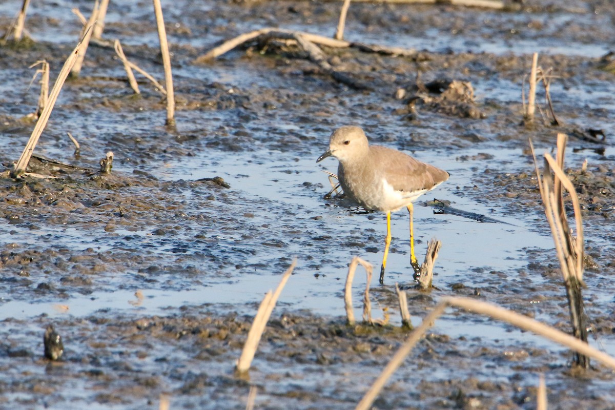 White-tailed Lapwing - ML646593116