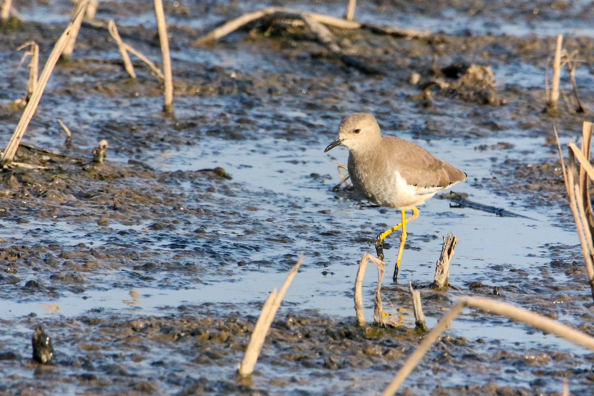 White-tailed Lapwing - ML646593117