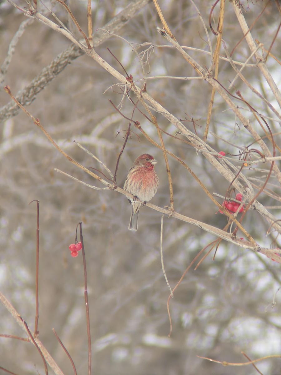 House Finch - ML646593118