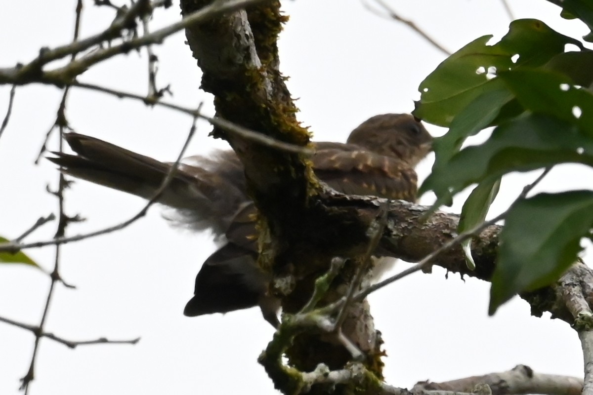 Zorzal Piquinegro (Amazónico) - ML646593119