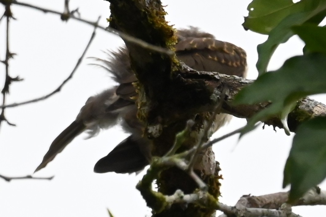 Zorzal Piquinegro (Amazónico) - ML646593122