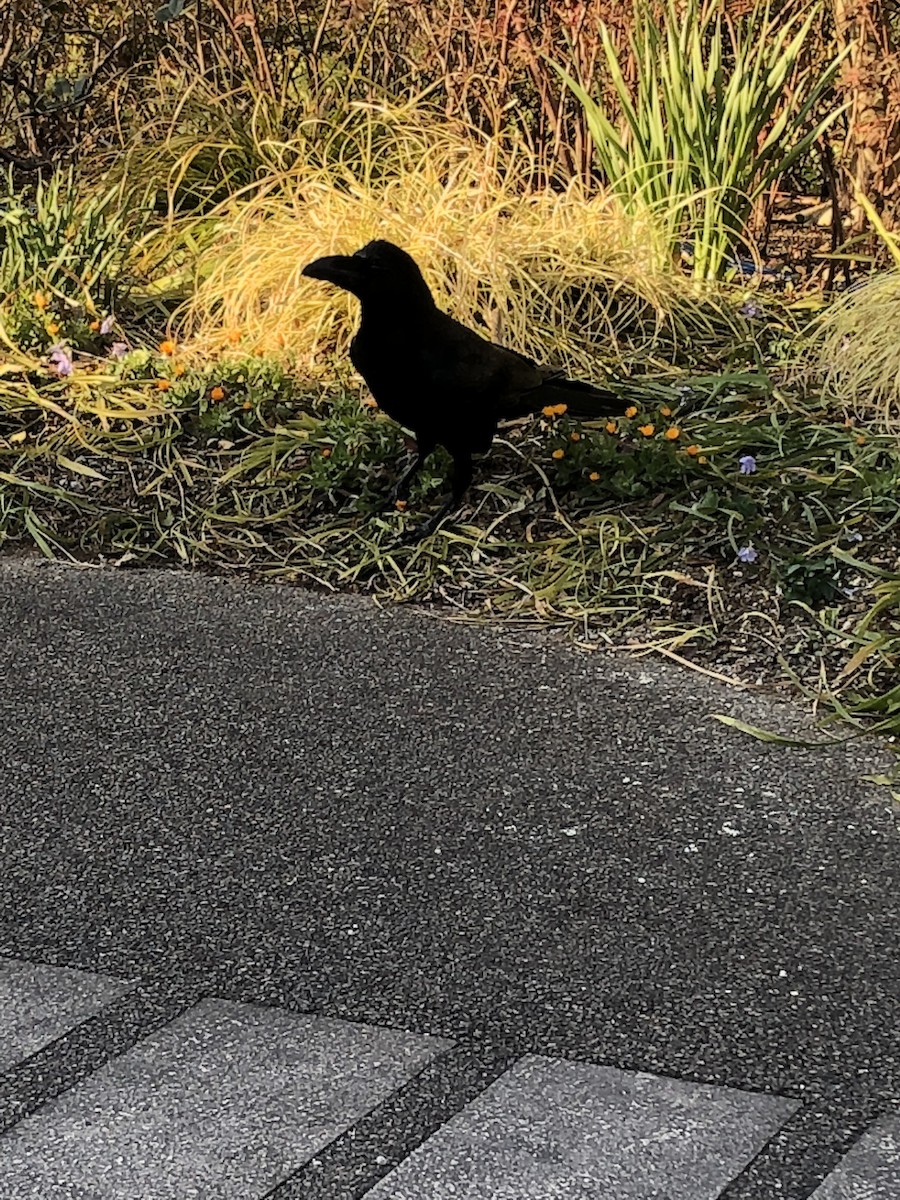 Ворона великодзьоба - ML646593123