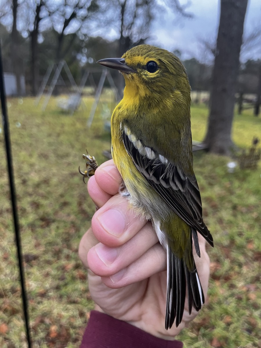 Pine Warbler - ML646593124