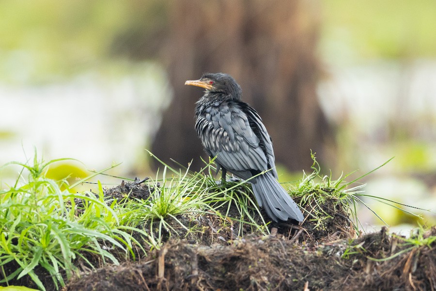 langstjertskarv - ML646593125