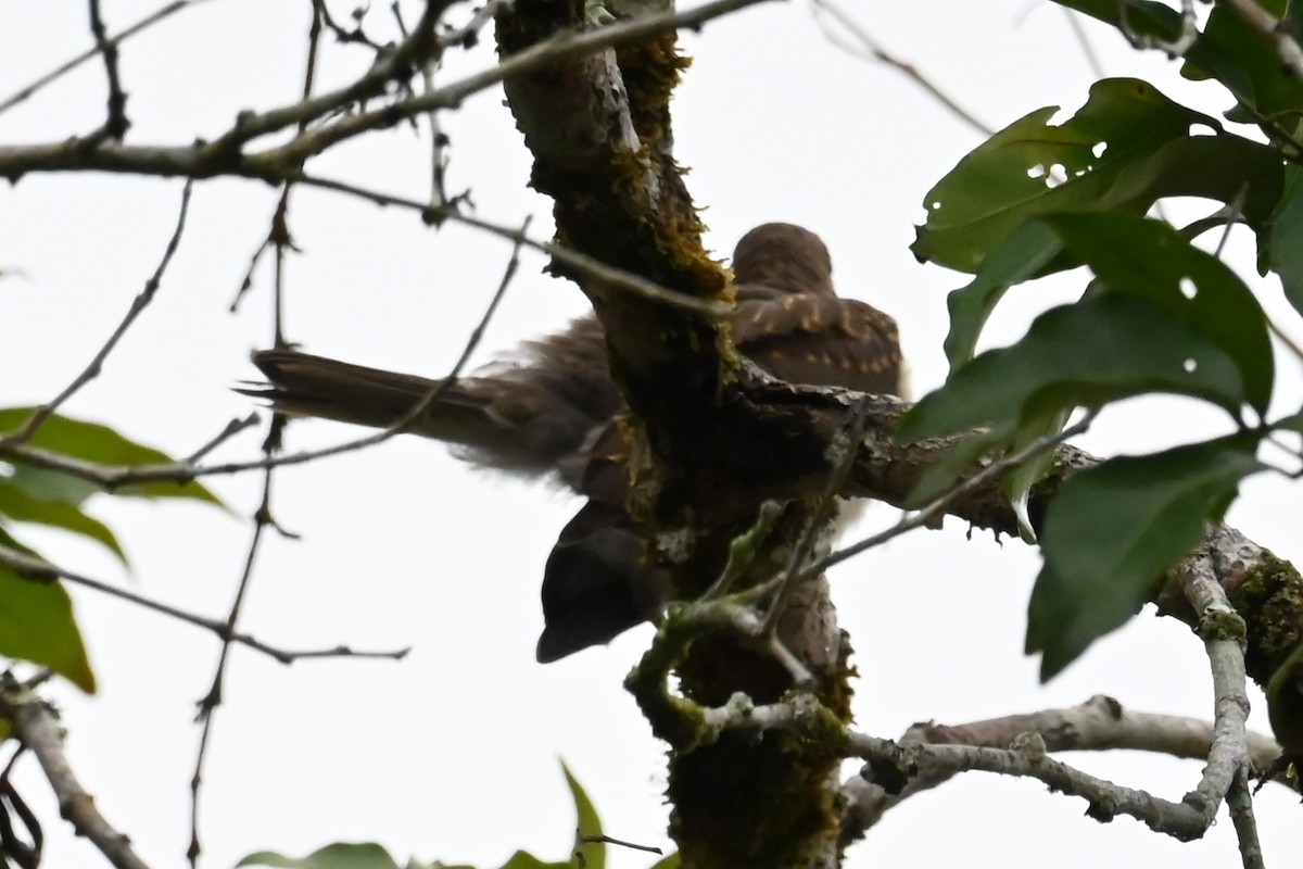 Zorzal Piquinegro (Amazónico) - ML646593126