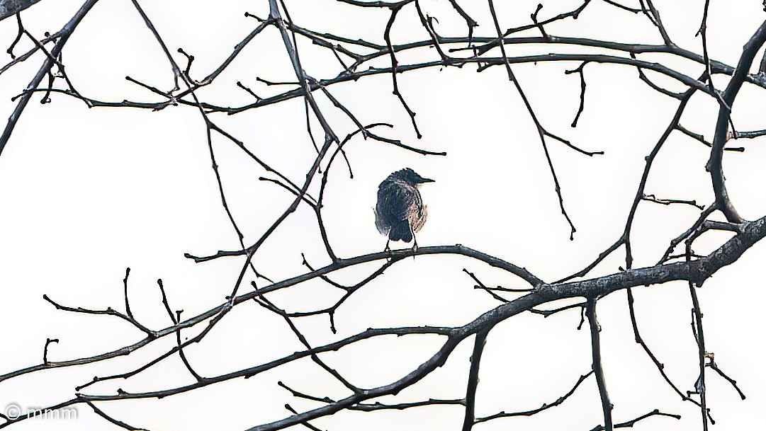 Tawny-flanked Prinia - ML646593127