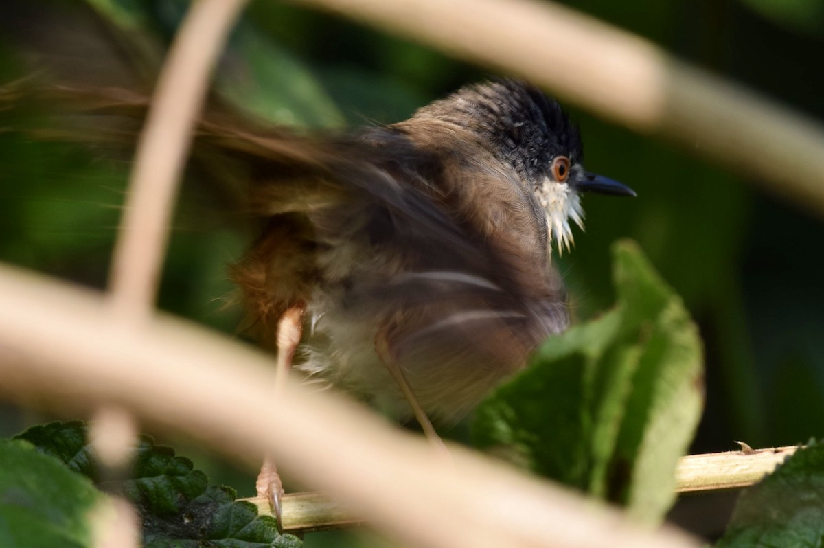 Timalí Ojigualdo - ML646593128