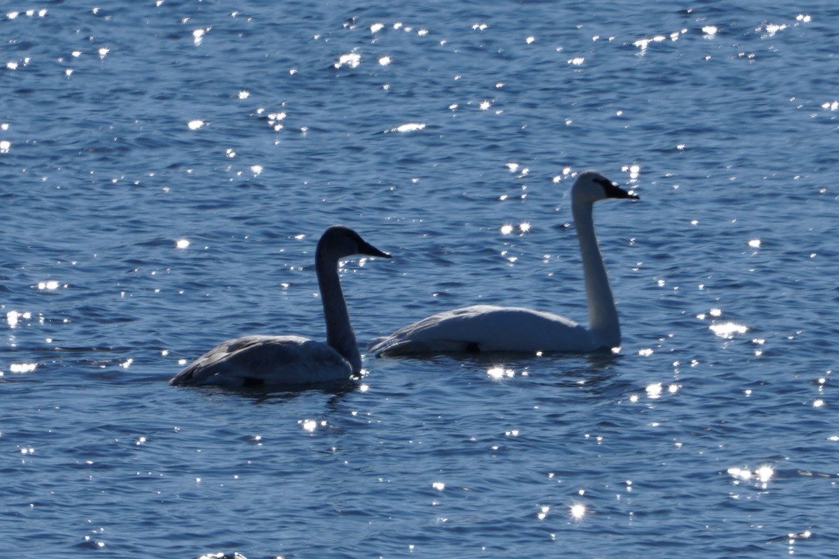 ナキハクチョウ - ML646593130