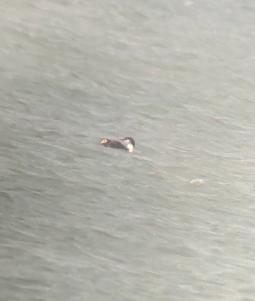 Pazifiktaucher - ML646593131