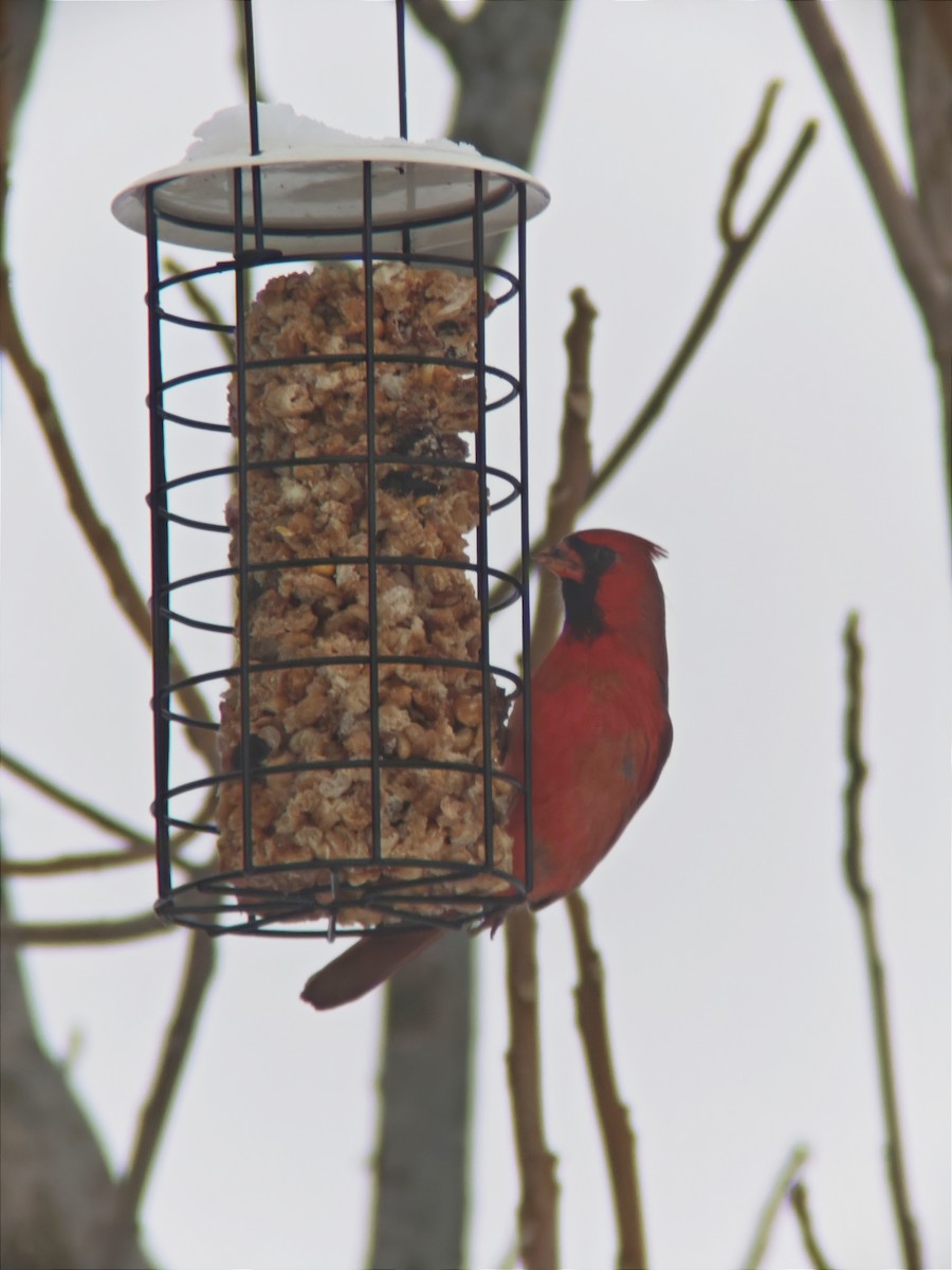 Northern Cardinal - ML646593132