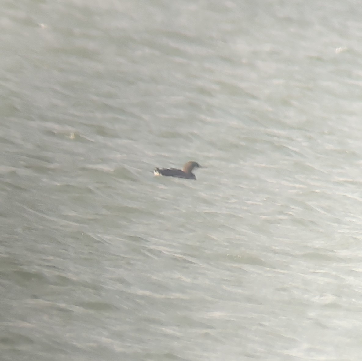 Pazifiktaucher - ML646593134