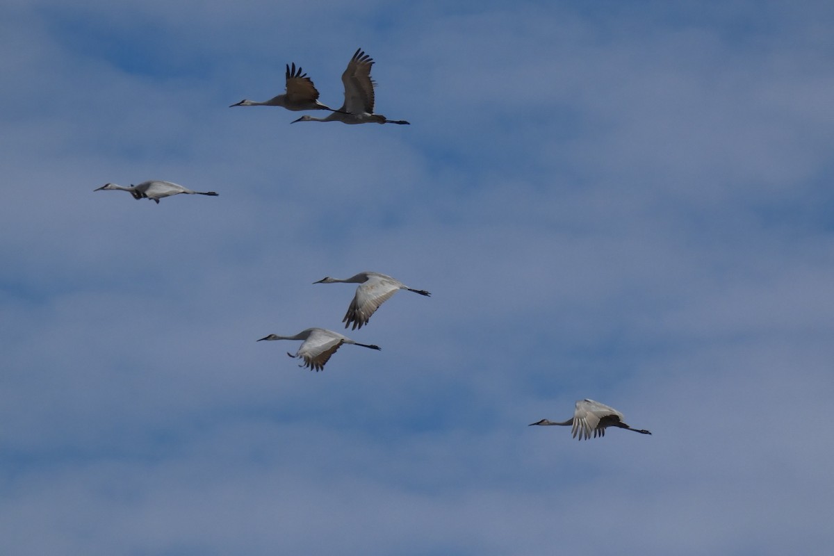 Sandhill Crane - ML646593135