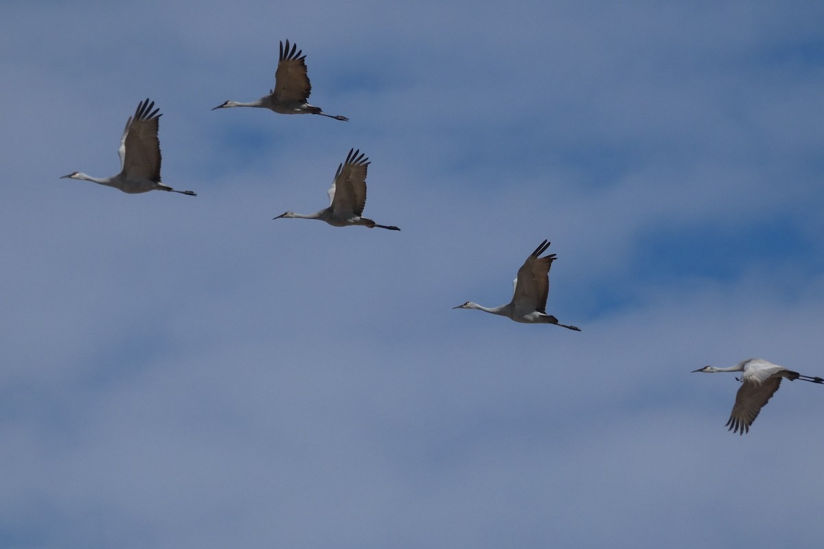 Sandhill Crane - ML646593136