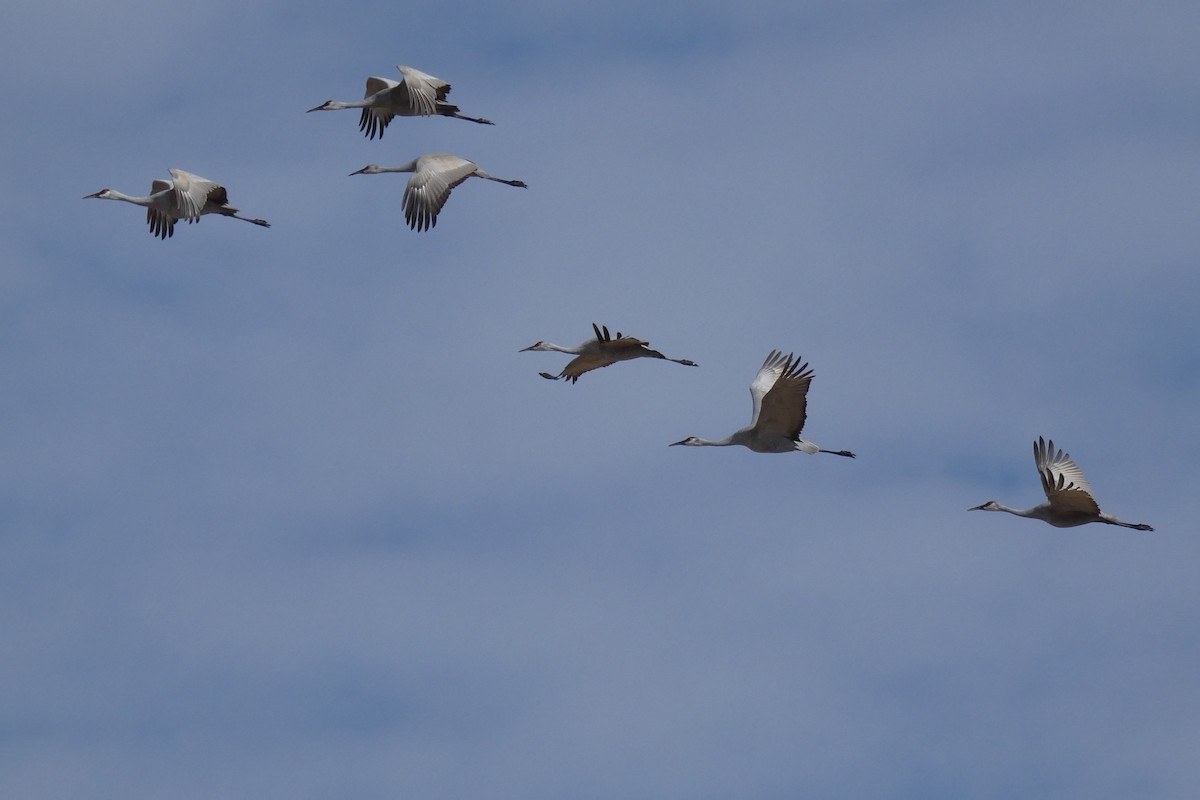 Sandhill Crane - ML646593137