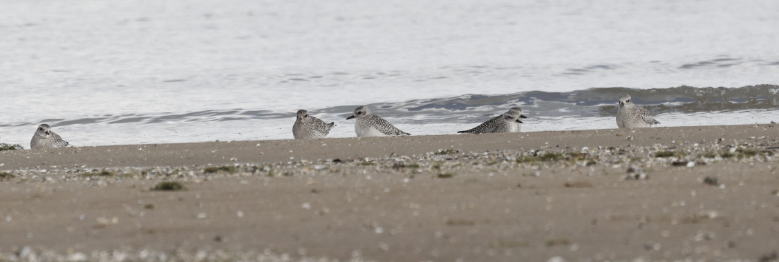 חופזי מנומר - ML646593138
