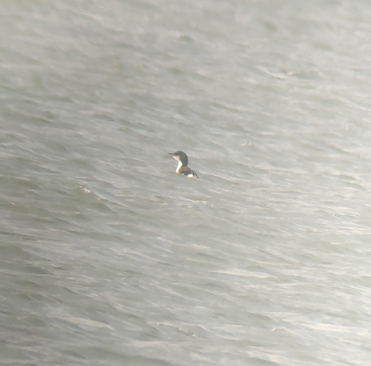 Pazifiktaucher - ML646593139