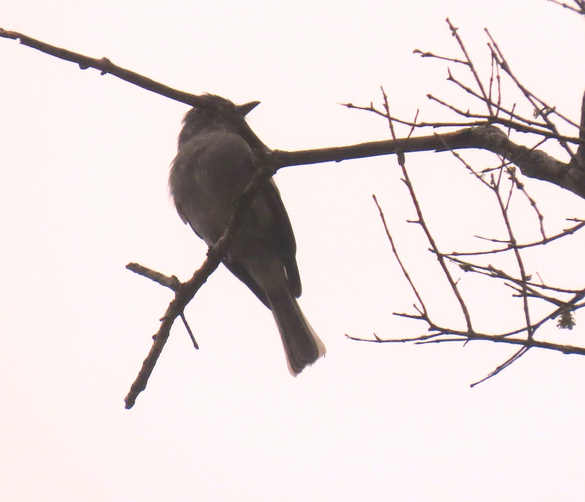 Smoke-colored Pewee - ML646593142