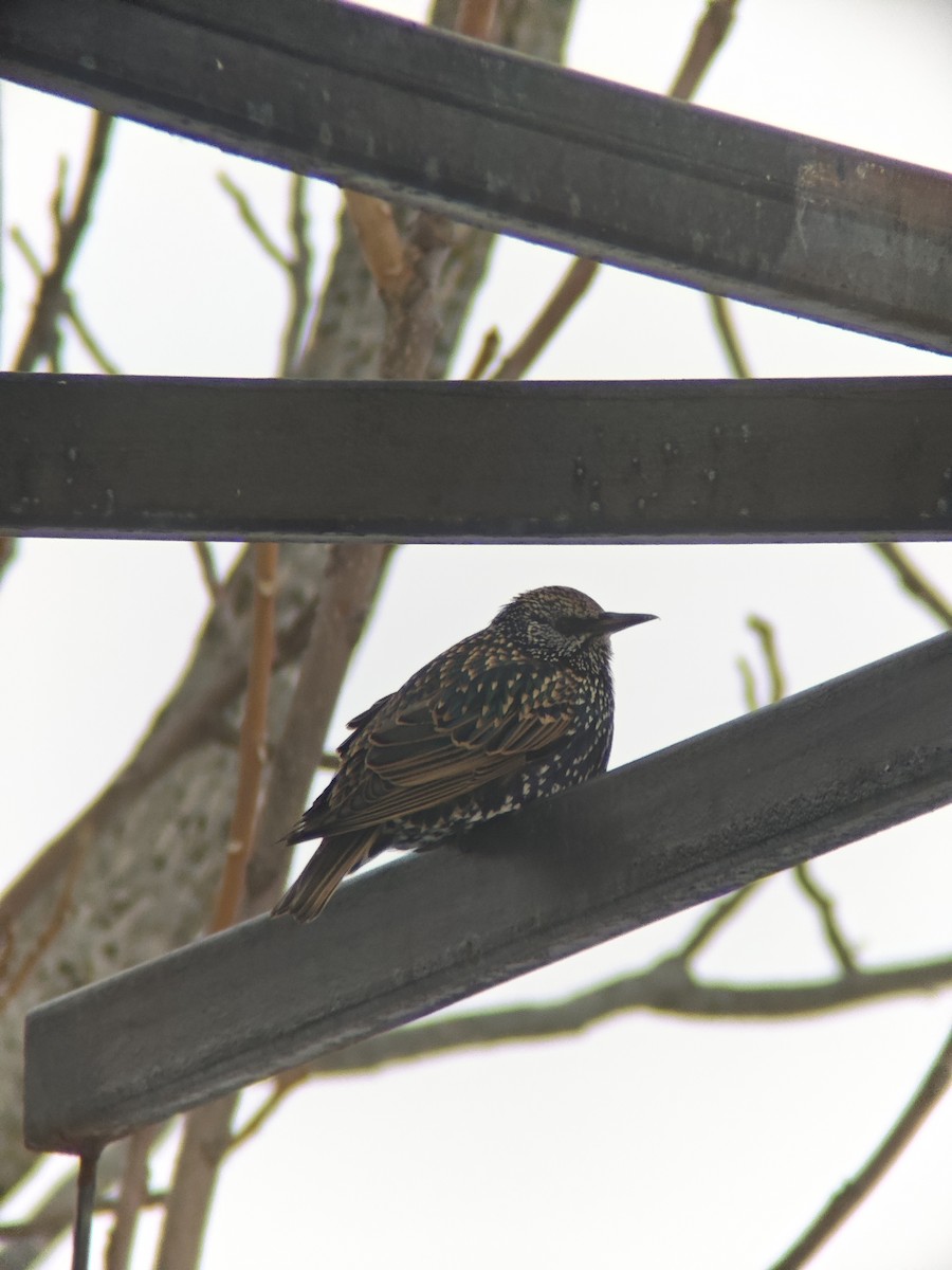 European Starling - ML646593146