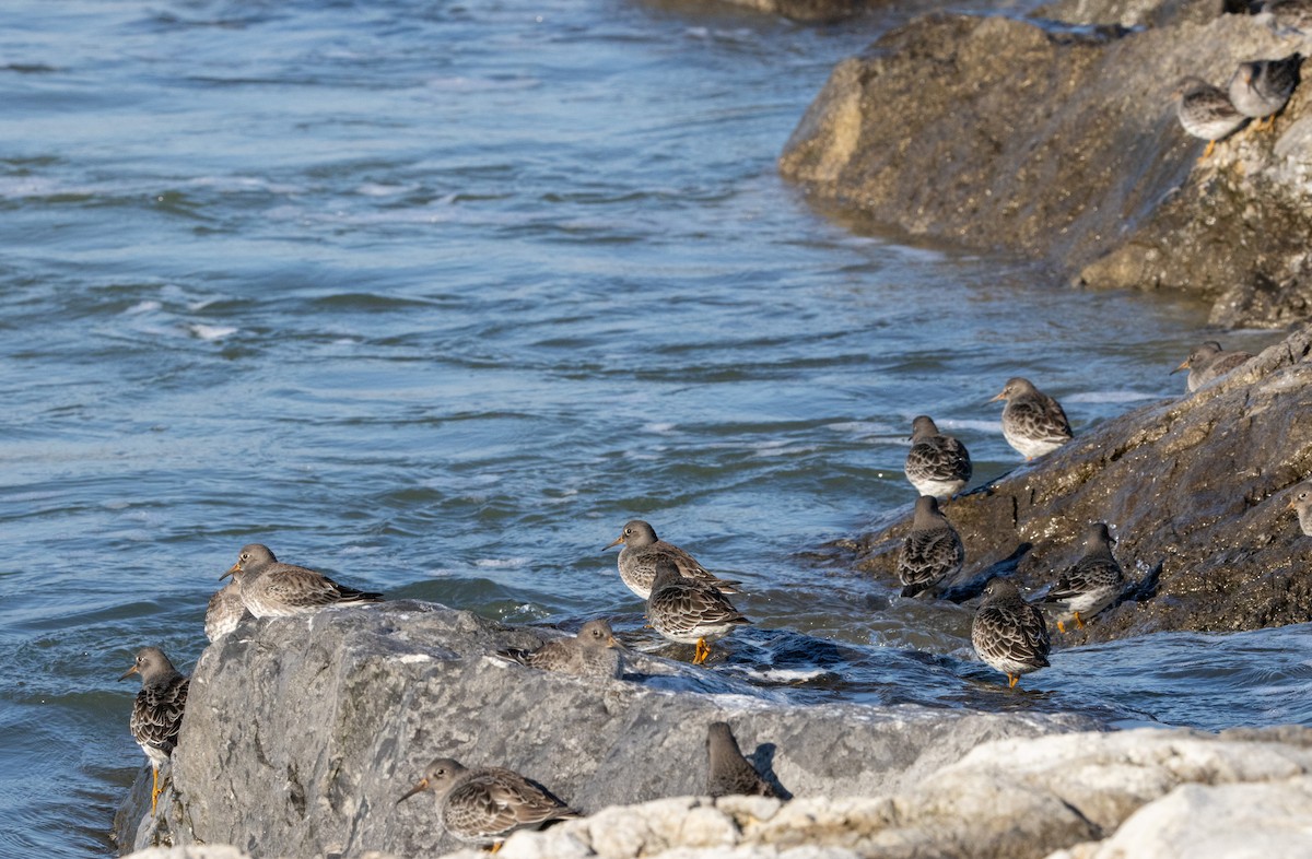 Purple Sandpiper - ML646593147