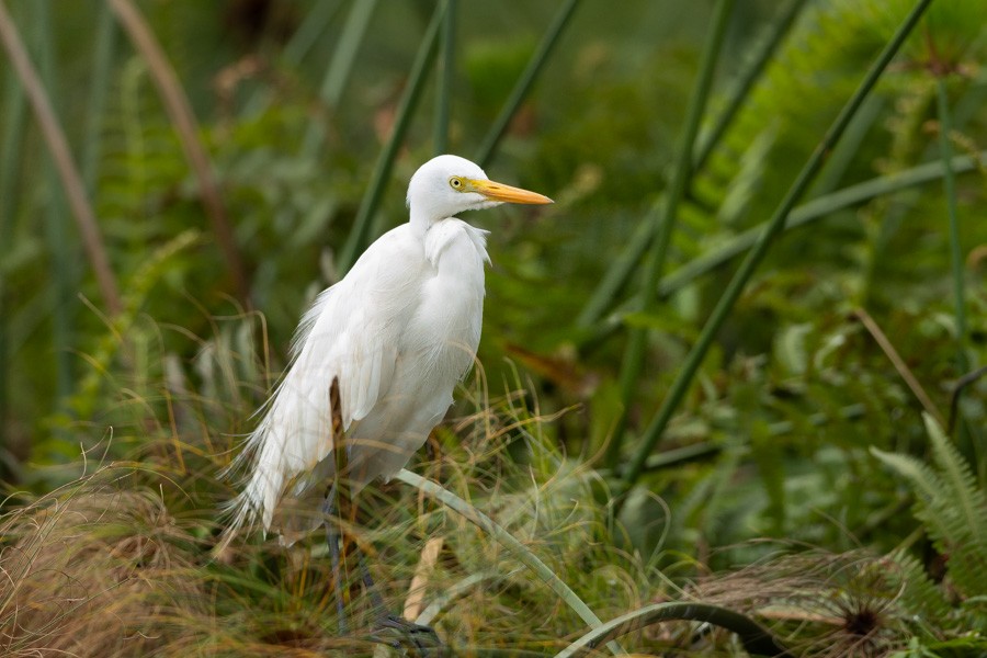 Yellow-billed Egret - ML646593149