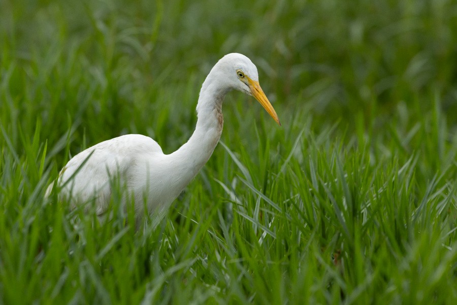Yellow-billed Egret - ML646593150
