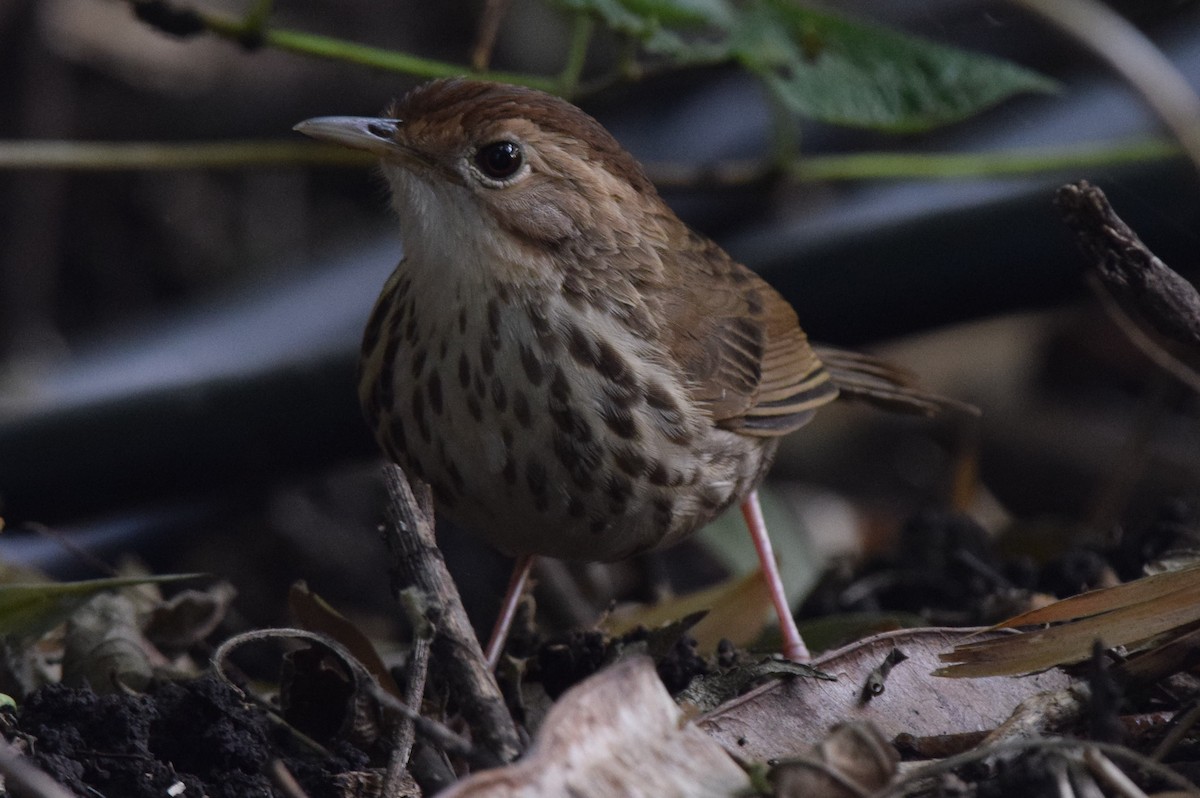 Puff-throated Babbler - ML646593151