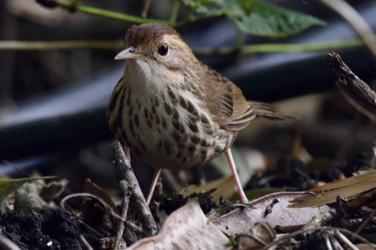 Puff-throated Babbler - ML646593152