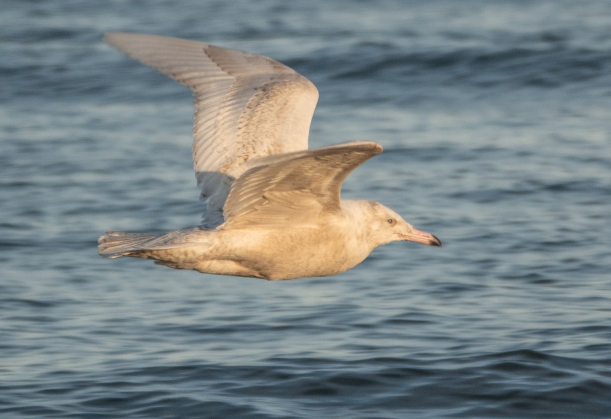 Gavión Hiperbóreo - ML646593153