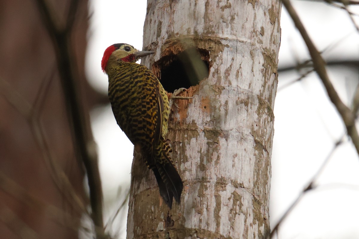 Green-barred Woodpecker - ML646593156