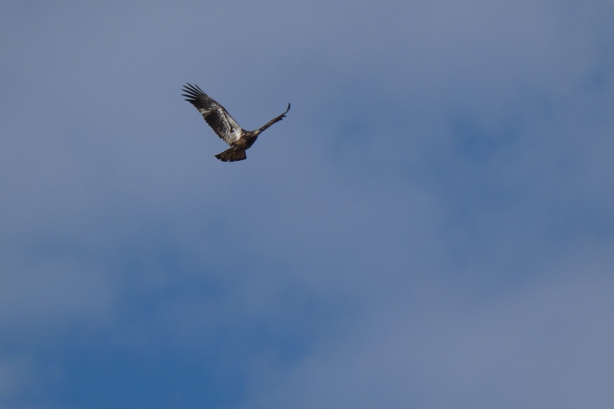 Pygargue à tête blanche - ML646593160