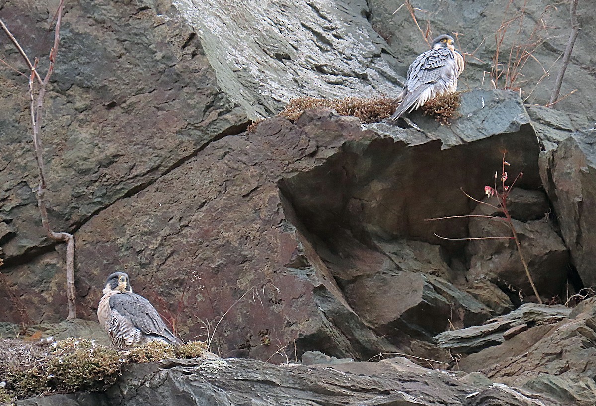 Peregrine Falcon - ML646593161