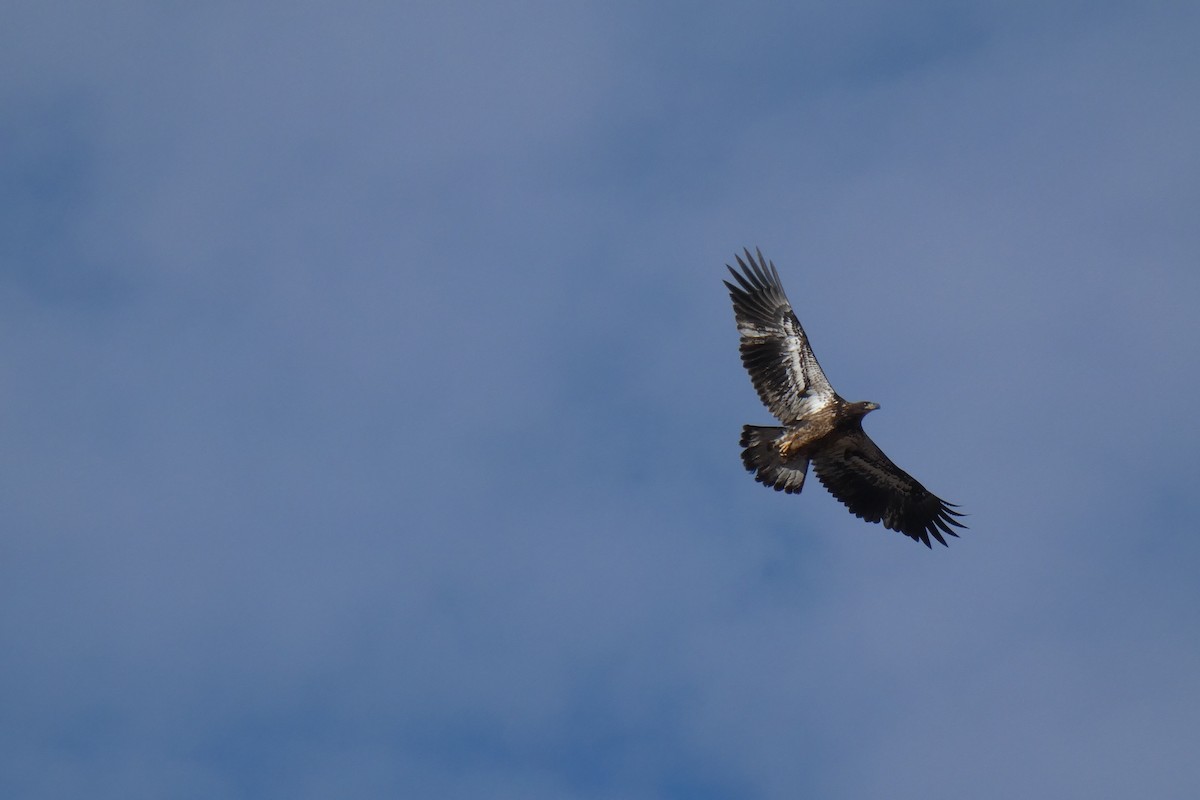 Pygargue à tête blanche - ML646593162