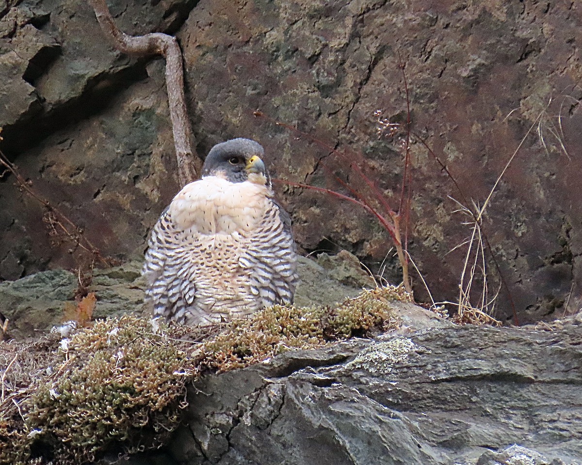 Peregrine Falcon - ML646593170