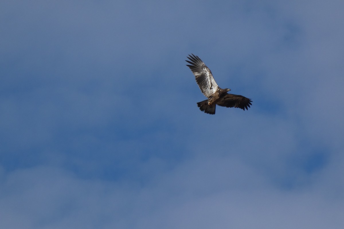 Bald Eagle - ML646593172