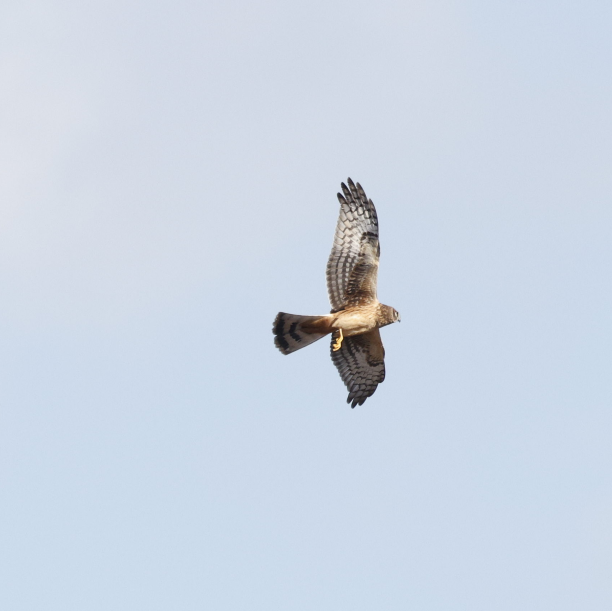 Northern Harrier - ML646593173