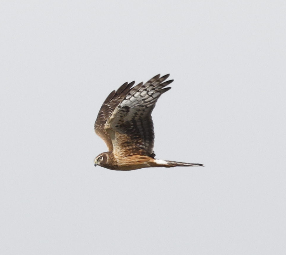 Northern Harrier - ML646593175