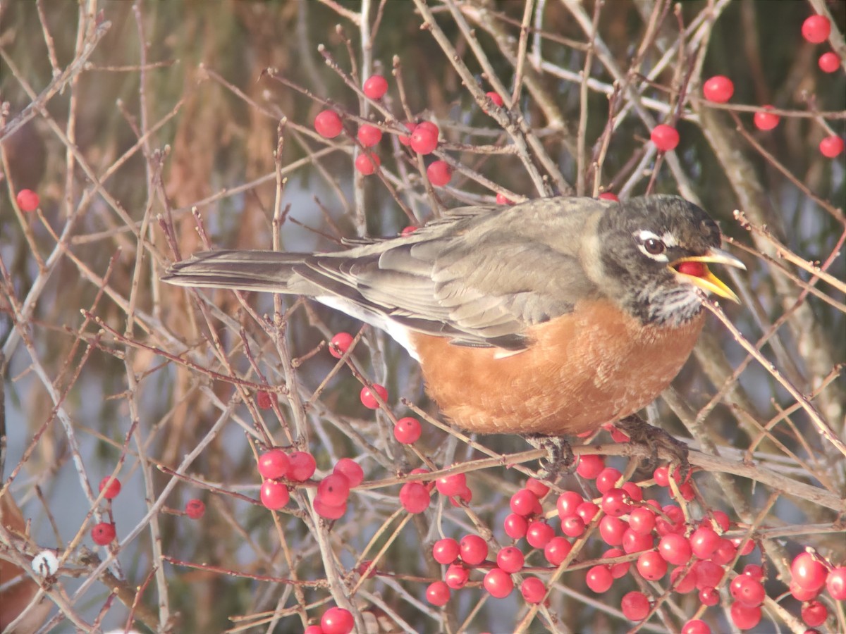 American Robin - ML646593177